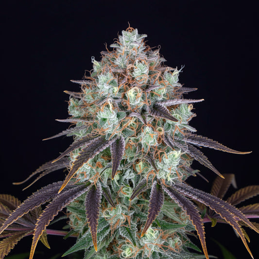 Eine prächtige Blüte von Barney's Farm Bruce Banner