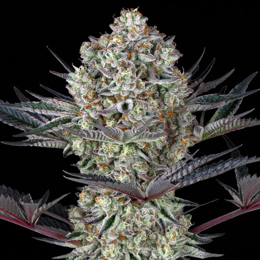 Eine prächtige Blüte von Barney's Farm Dos Si Dos 33