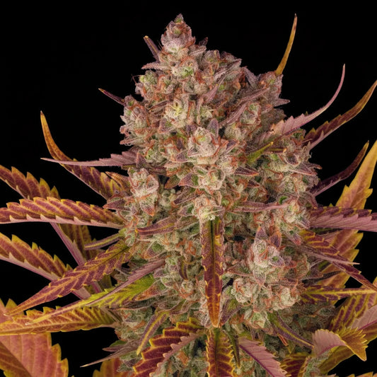 Eine prächtige Blüte von Barney's Farm Dos Si Dos Auto