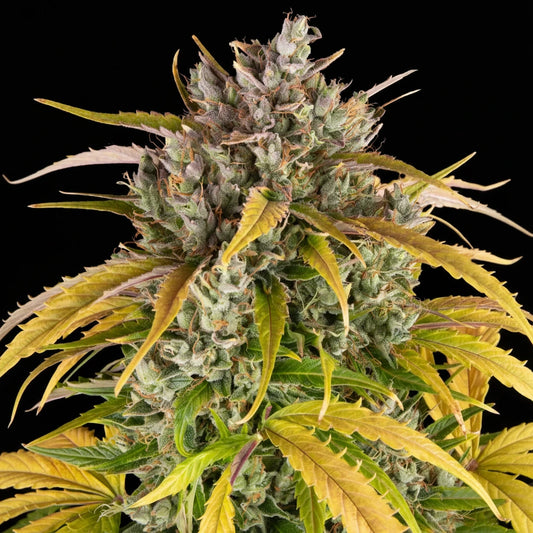 Eine prächtige Blüte von Barney's Farm LSD Auto