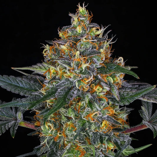 Eine prächtige Blüte von Barney's Farm Moby Dick Auto