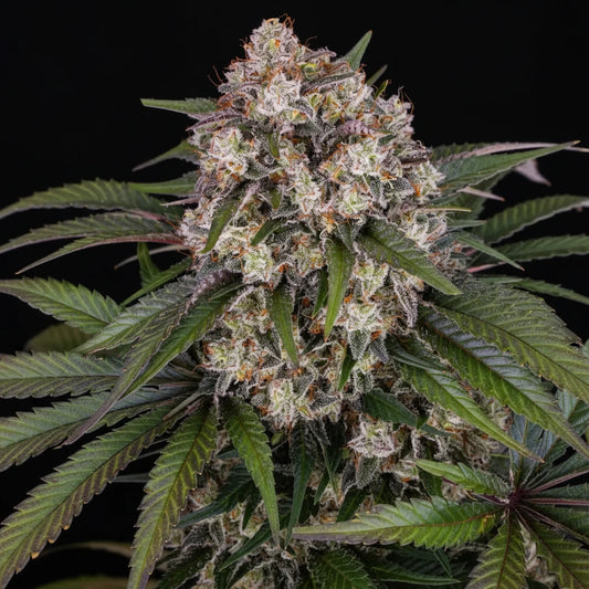 Eine prächtige Blüte von Barney's Farm OG Kush Auto