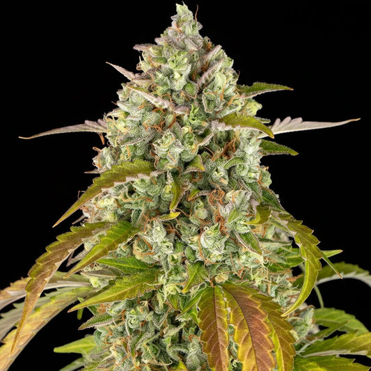 Eine prächtige Blüte von Barney's Farm Pineapple Express Auto