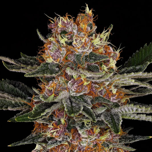 Eine prächtige Blüte von Barney's Farm Purple Punch Auto