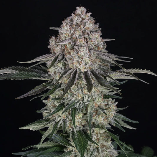 Eine prächtige Blüte von Barney's Farm Sour Diesel Auto