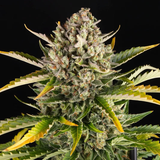 Eine prächtige Blüte von Barney's Farm Strawberry Cheesecake Auto