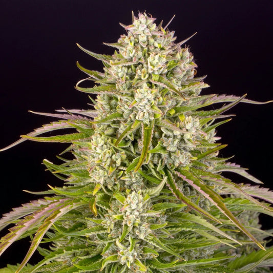 Eine prächtige Blüte von Barney's Farm Wedding Cake Auto